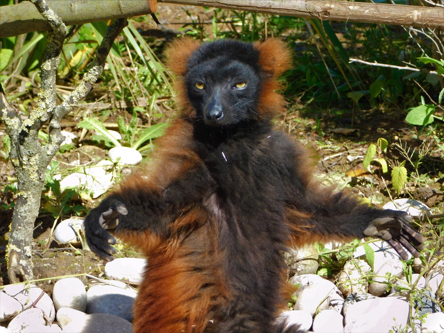 Chester Zoo June 2019