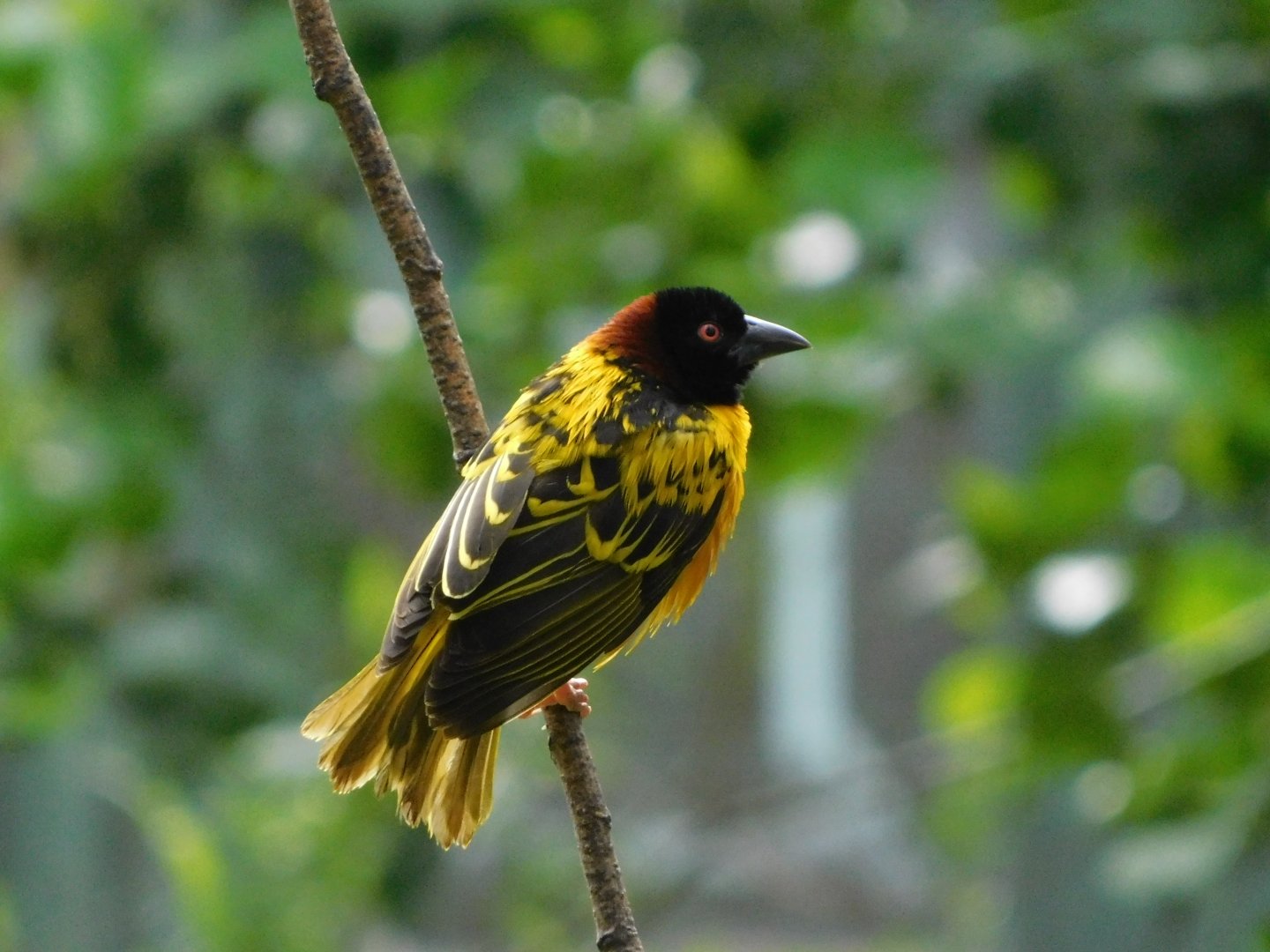 Chester Zoo June 2019