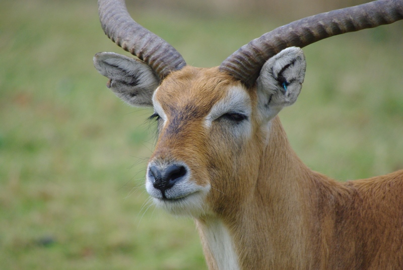 Chester Zoo - Kafue Flats Lechwe