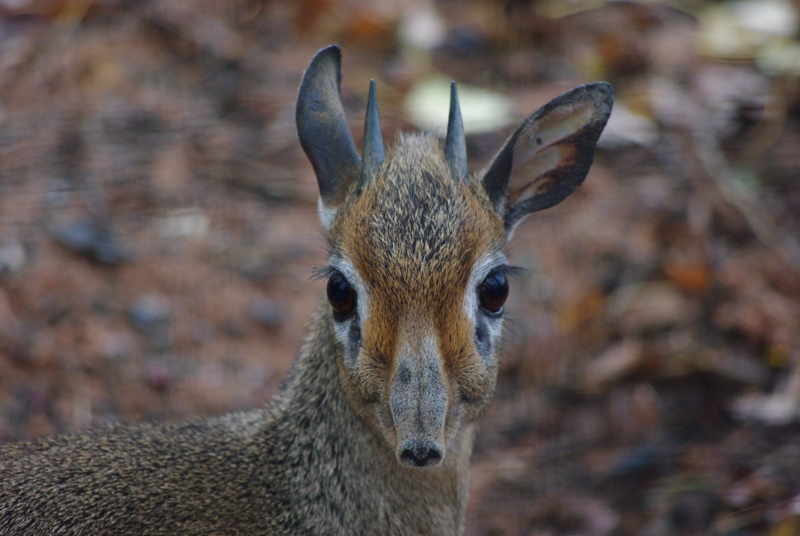 Chester Zoo - Kirk's Dik-Dik