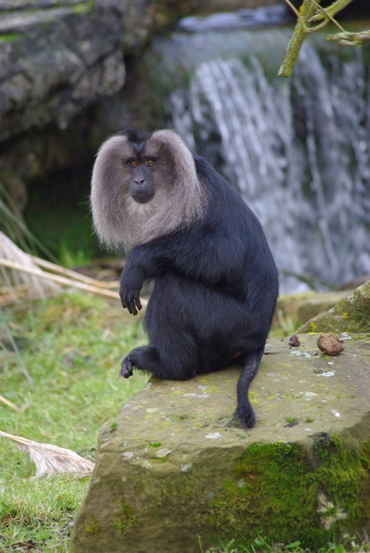 Chester Zoo - Lion-tailed Macaque