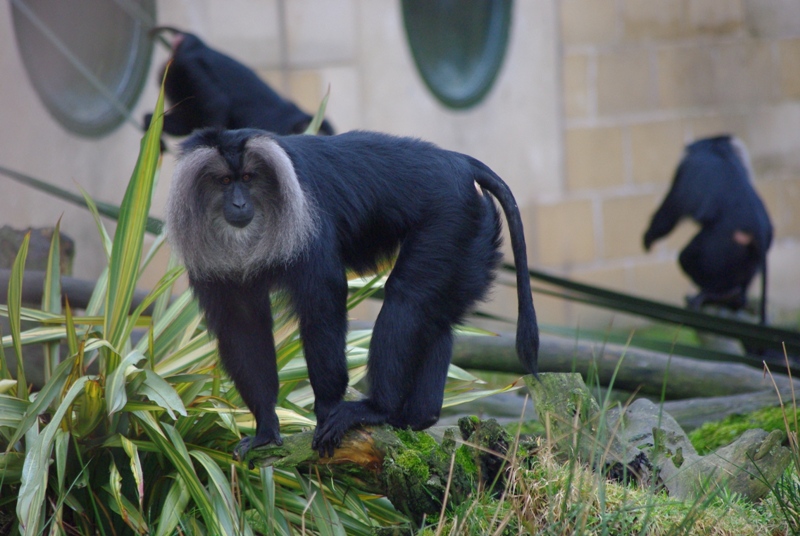 Chester Zoo - Lion-tailed Macaque