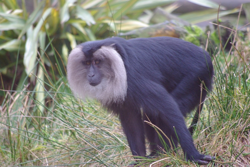 Chester Zoo - Lion-tailed Macaque