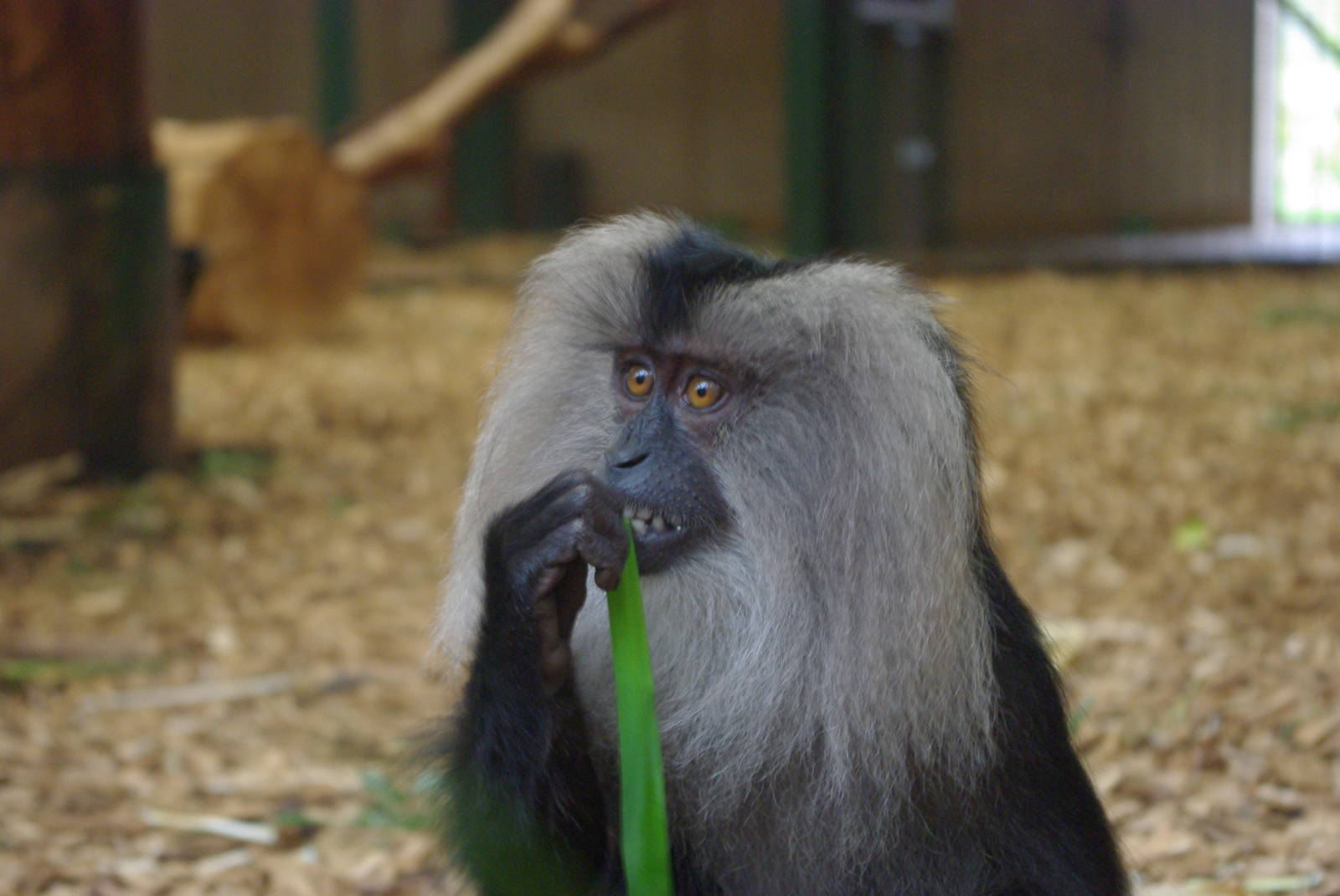 Chester Zoo - Lion-Tailed Macque