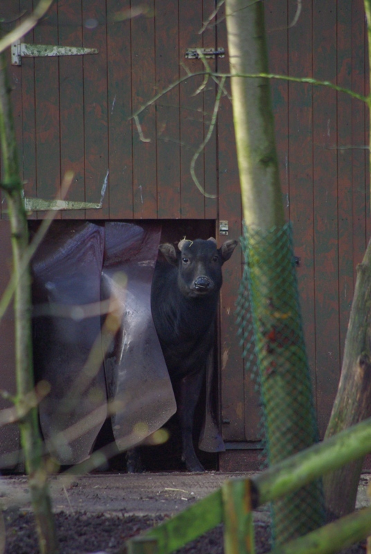 Chester Zoo - Lowland Anoa