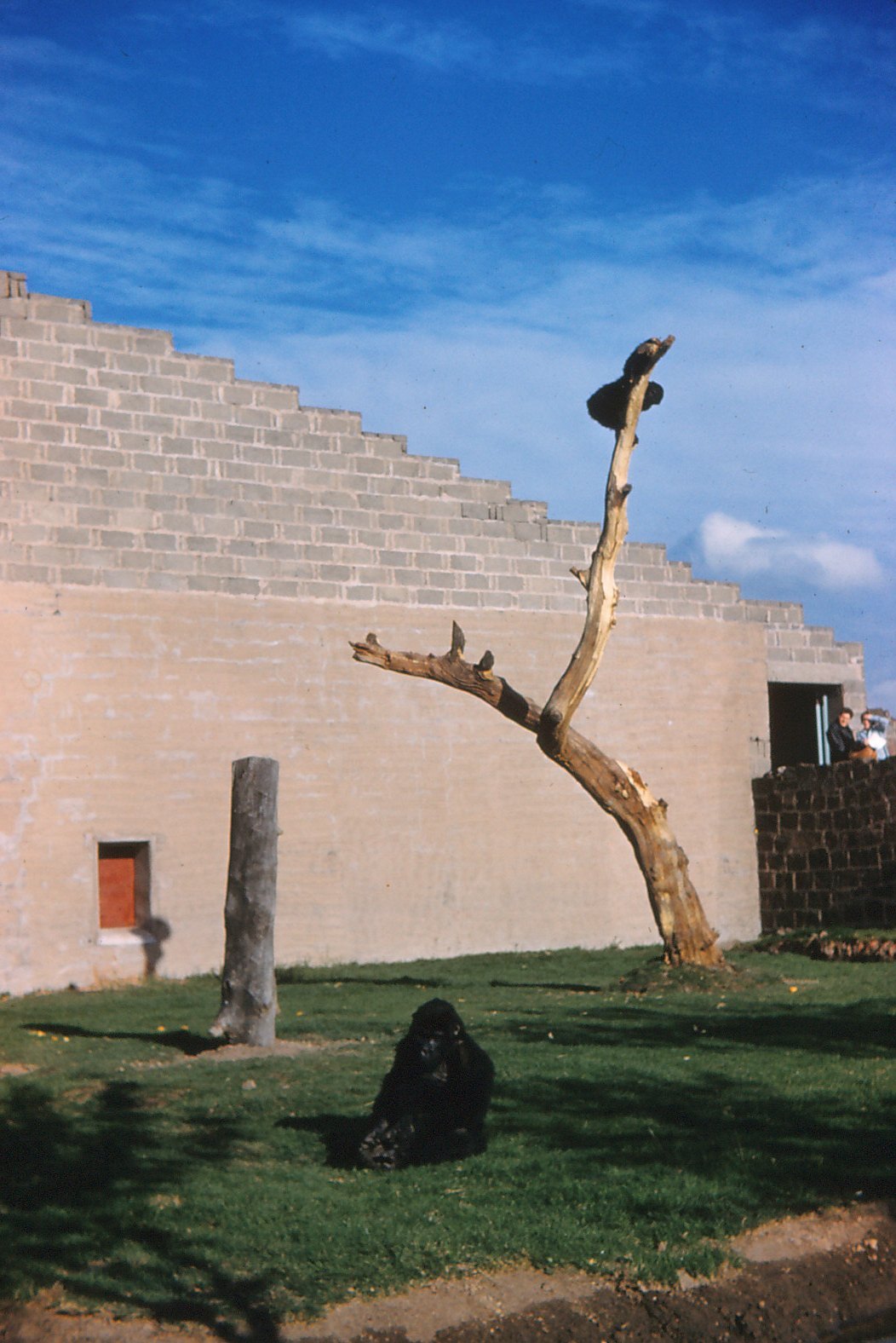 Chester Zoo Memories . Gorillas and Ape House number one