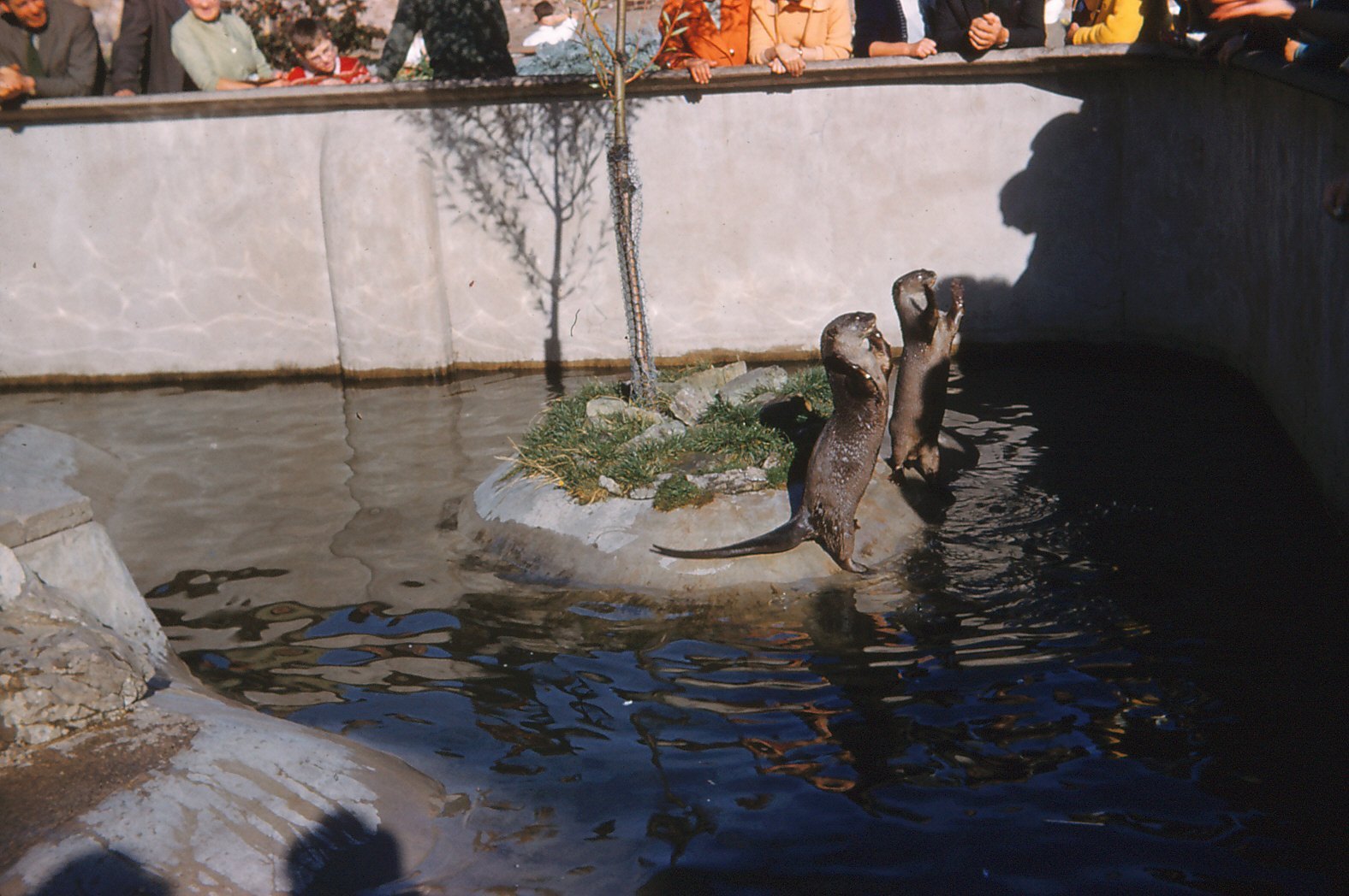 Chester Zoo Memories . Otters Small Mammal House Chester Zoo 1967
