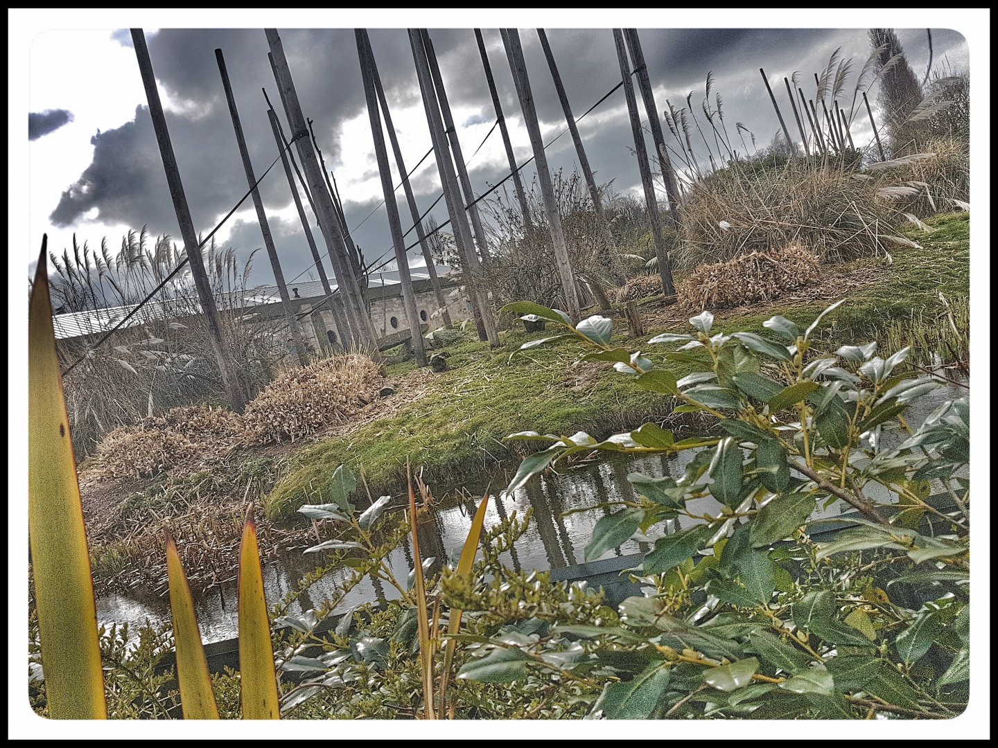 Chester Zoo Monkey Island Lion Tailed Macaque