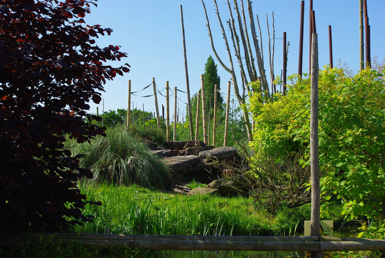 Chester Zoo - Monkey Island