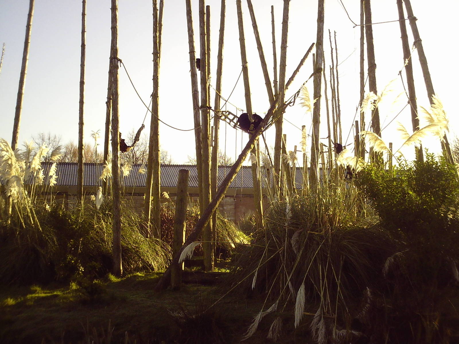 Chester Zoo - Monkey Islands