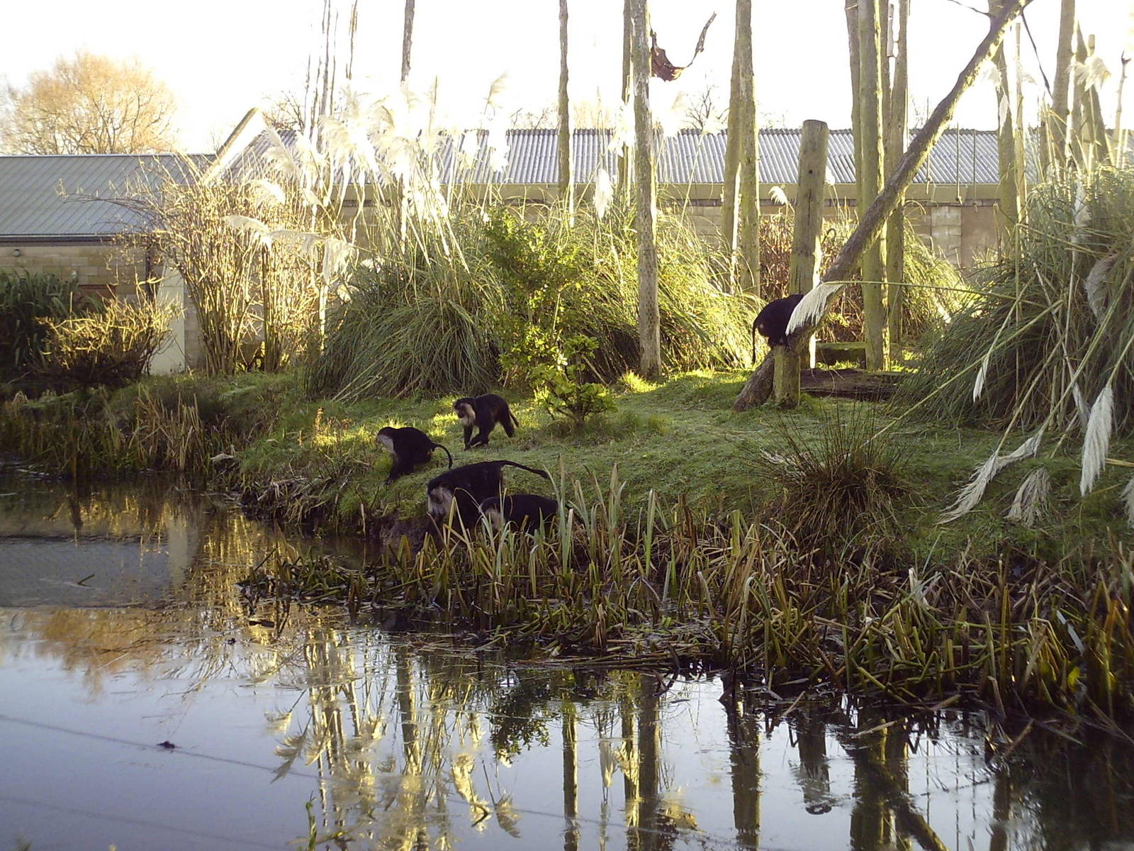 Chester Zoo - Monkey Islands