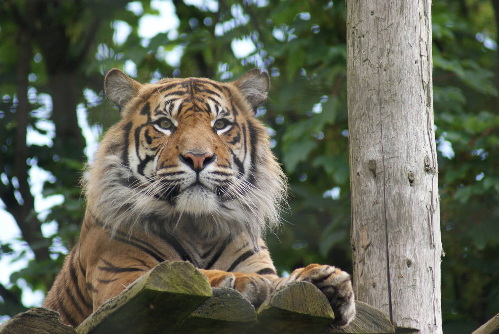 Chester Zoo - Name of this tiger, please. Sat June 4 - a.m.