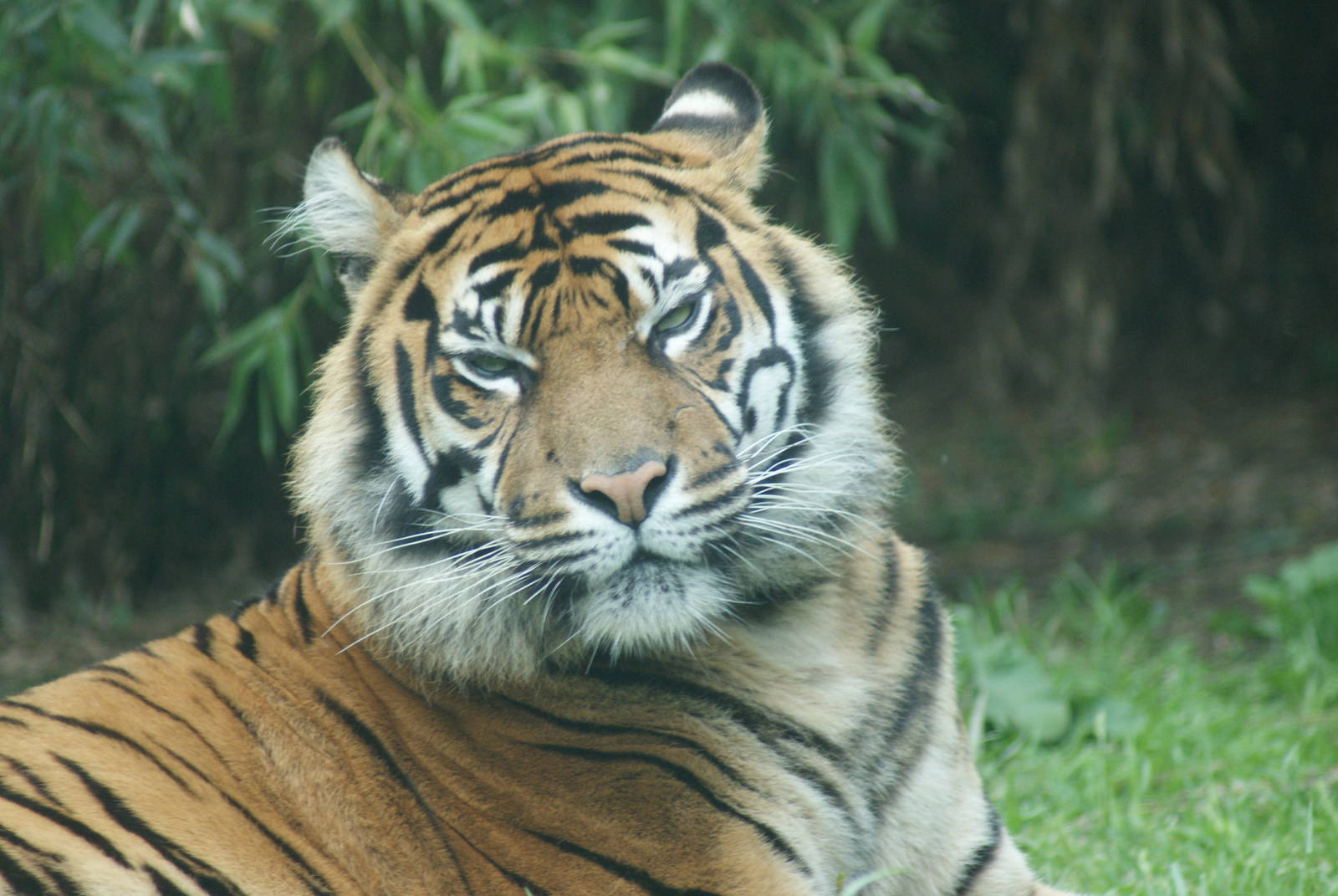 Chester Zoo -Name of this tiger, please ? - Sat June 4 - a.m