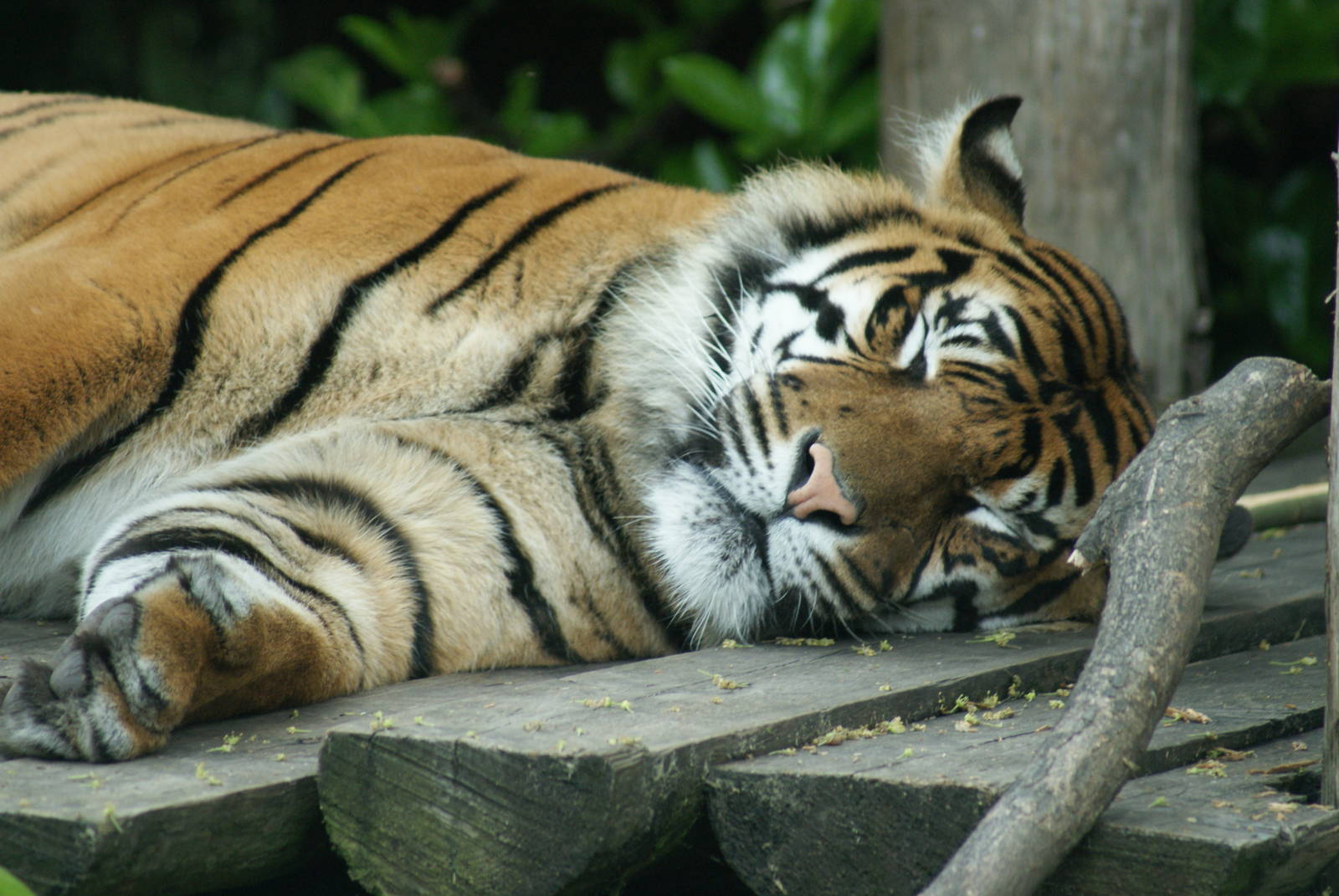 Chester Zoo -Name of this tiger, please - Sat June 4 - a.m