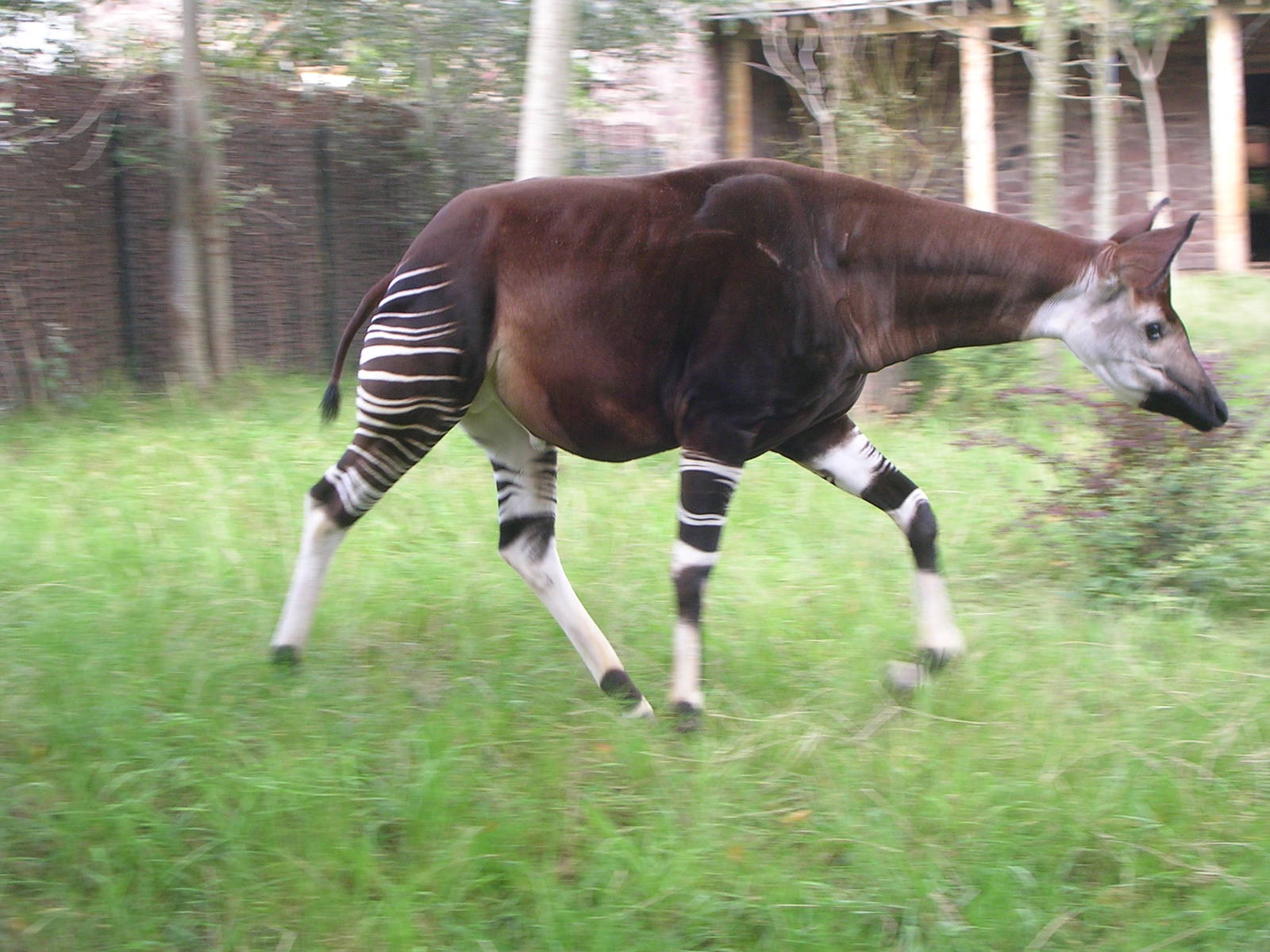 Chester Zoo: Okapi