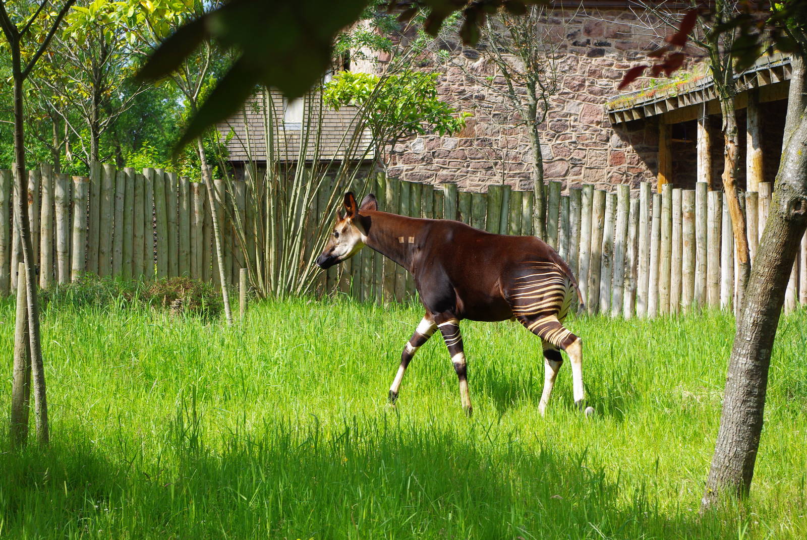 Chester Zoo - Okapi