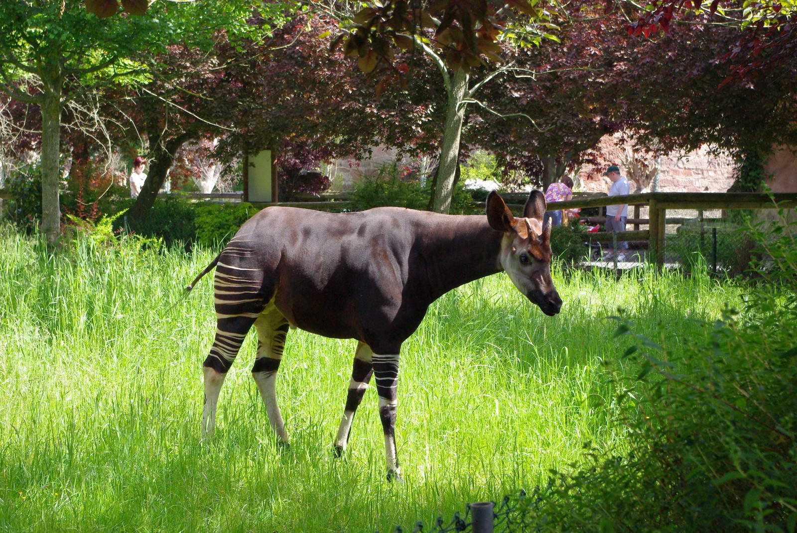 Chester Zoo - Okapi