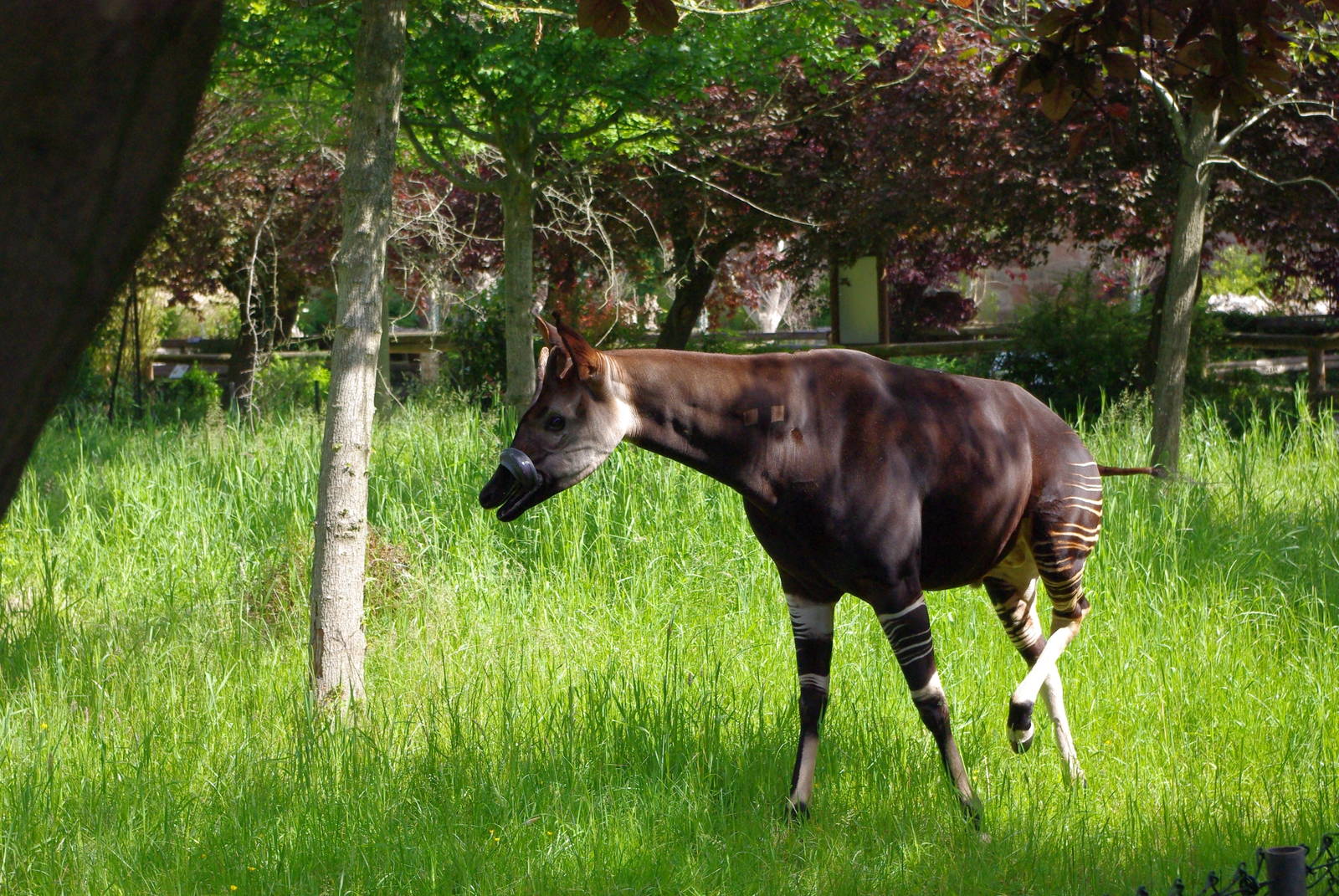 Chester Zoo - Okapi