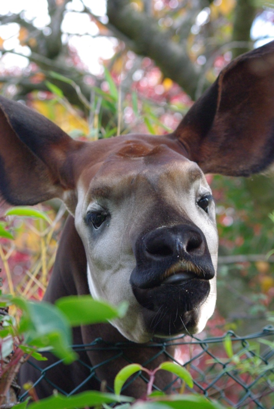 Chester Zoo - Okapi