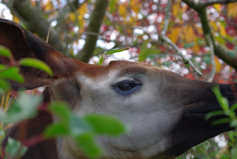 Chester Zoo - Okapi