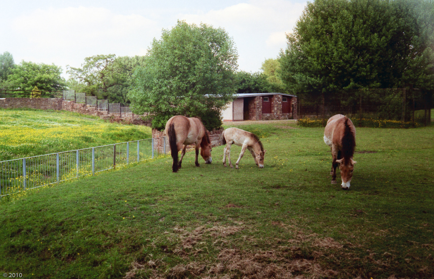 Chester Zoo Przewalski Horses - 1985