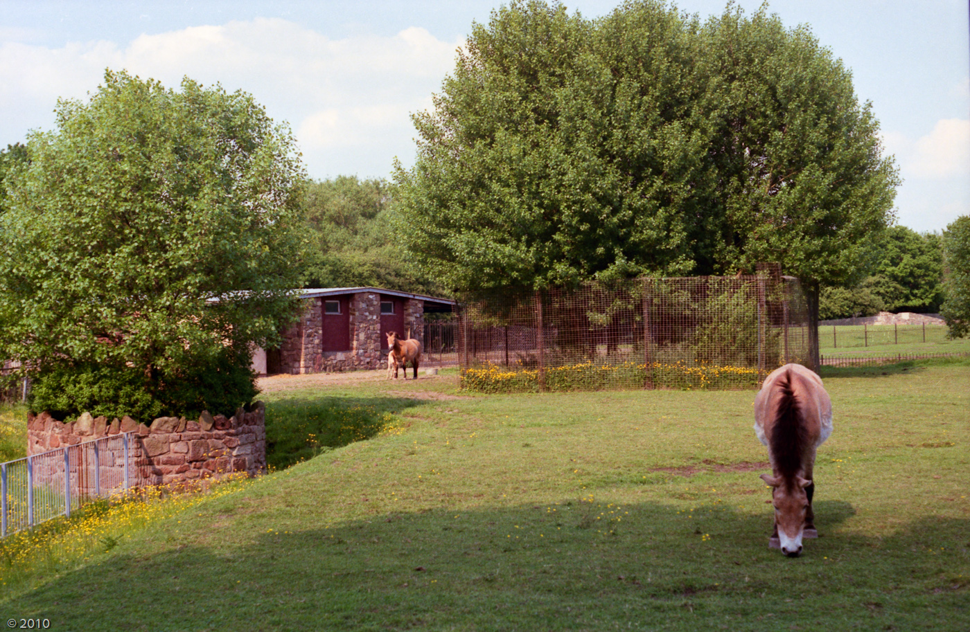 Chester Zoo Przewalski Horses - 1985