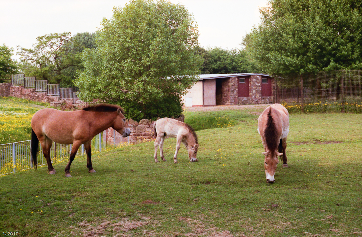 Chester Zoo Przewalski Horses - 1985