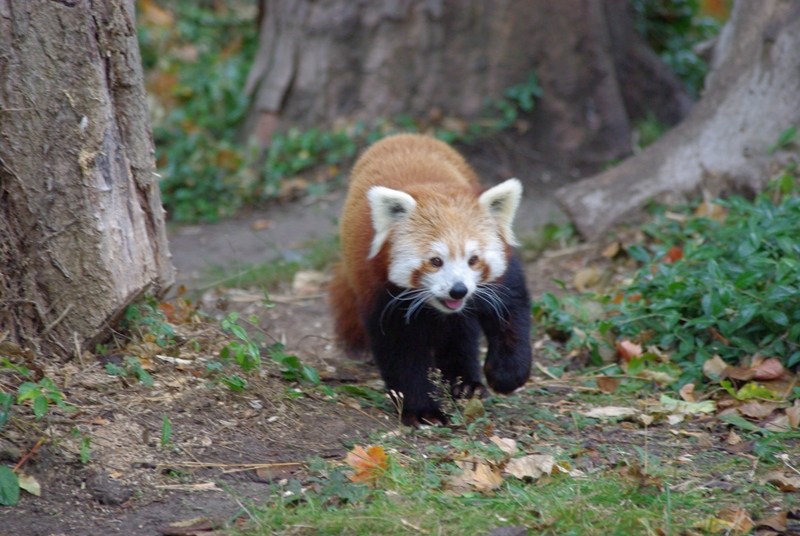 Chester Zoo - Red Panda