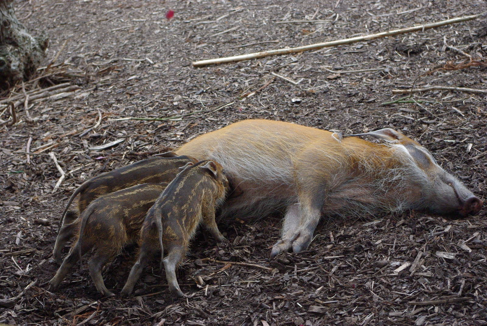 Chester Zoo - Red River Hogs