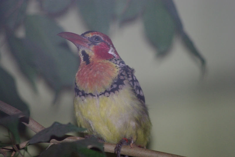 Chester Zoo - Red & Yellow Barbet