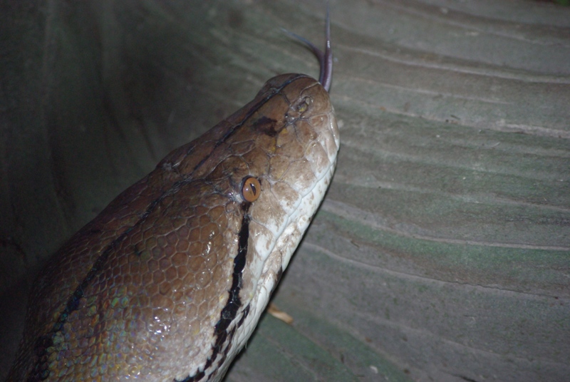 Chester Zoo - Reticulated Python