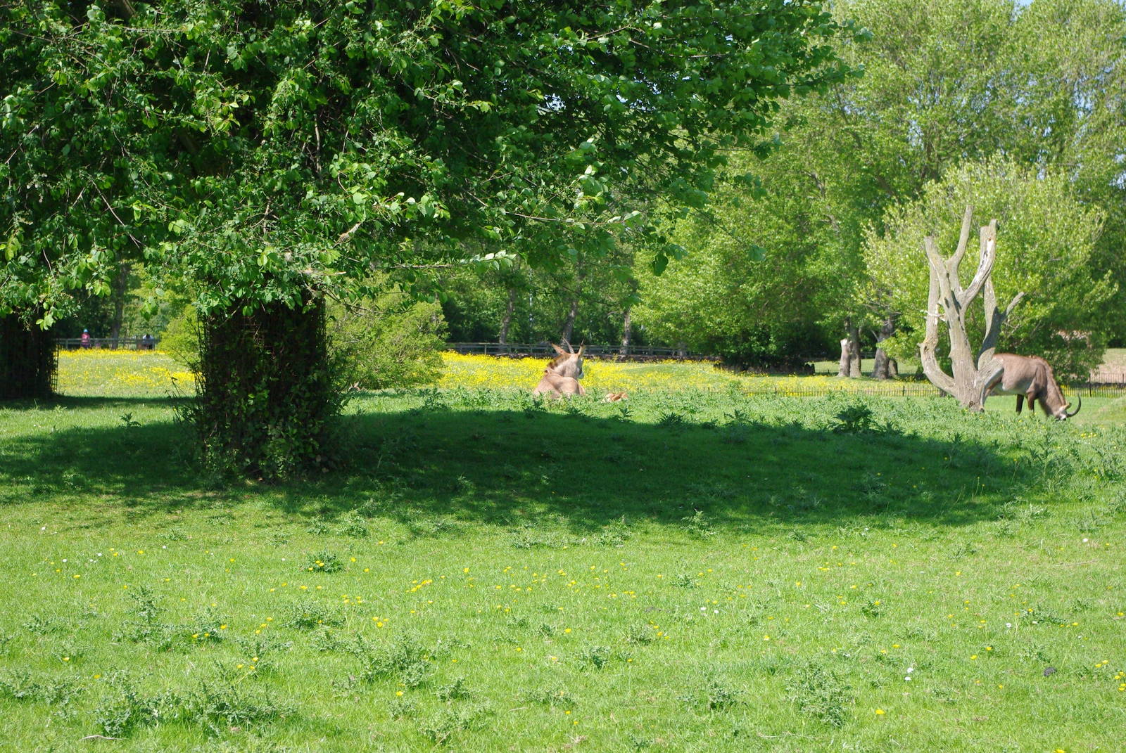 Chester Zoo - Roan Antelope