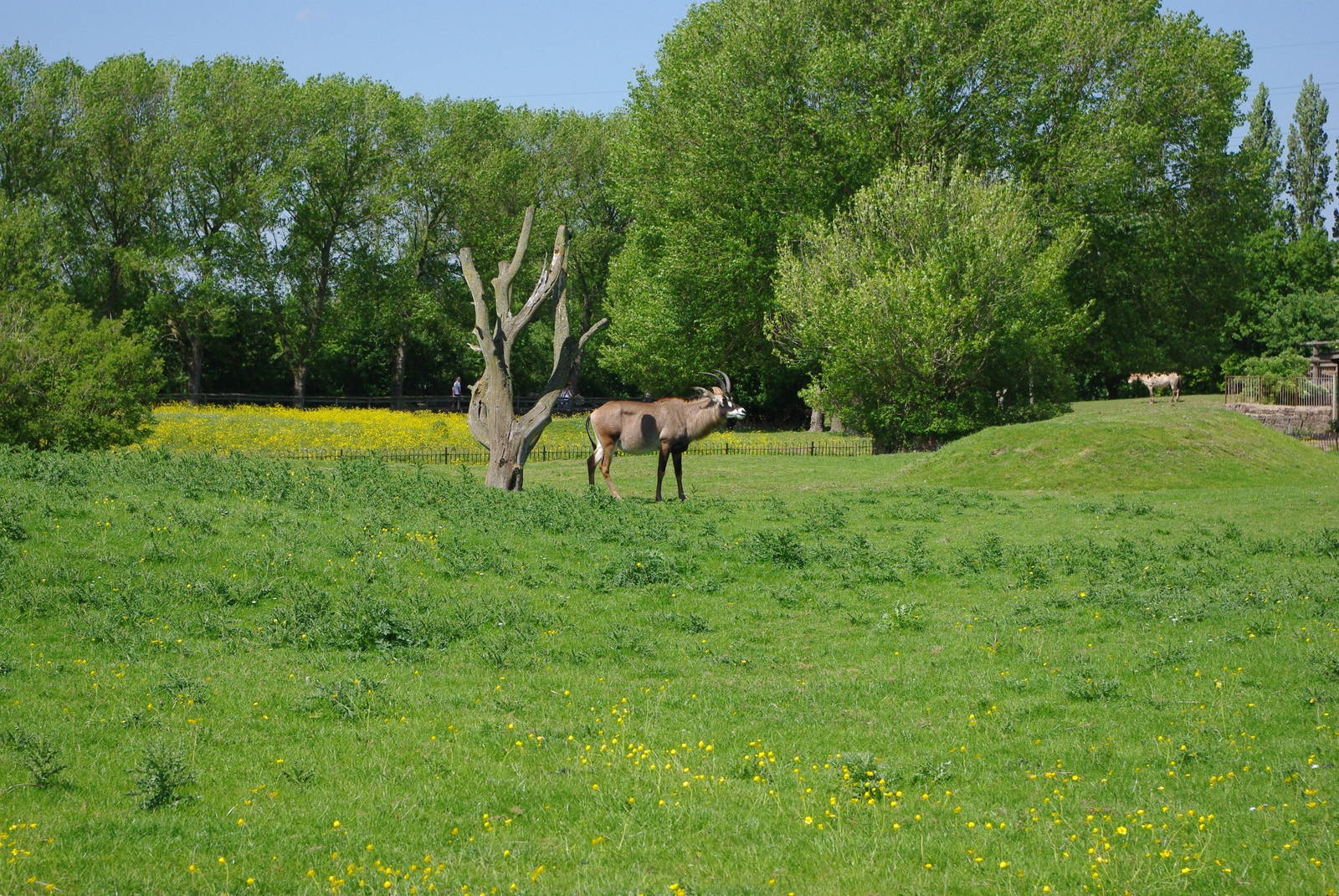 Chester Zoo - Roan Antelope
