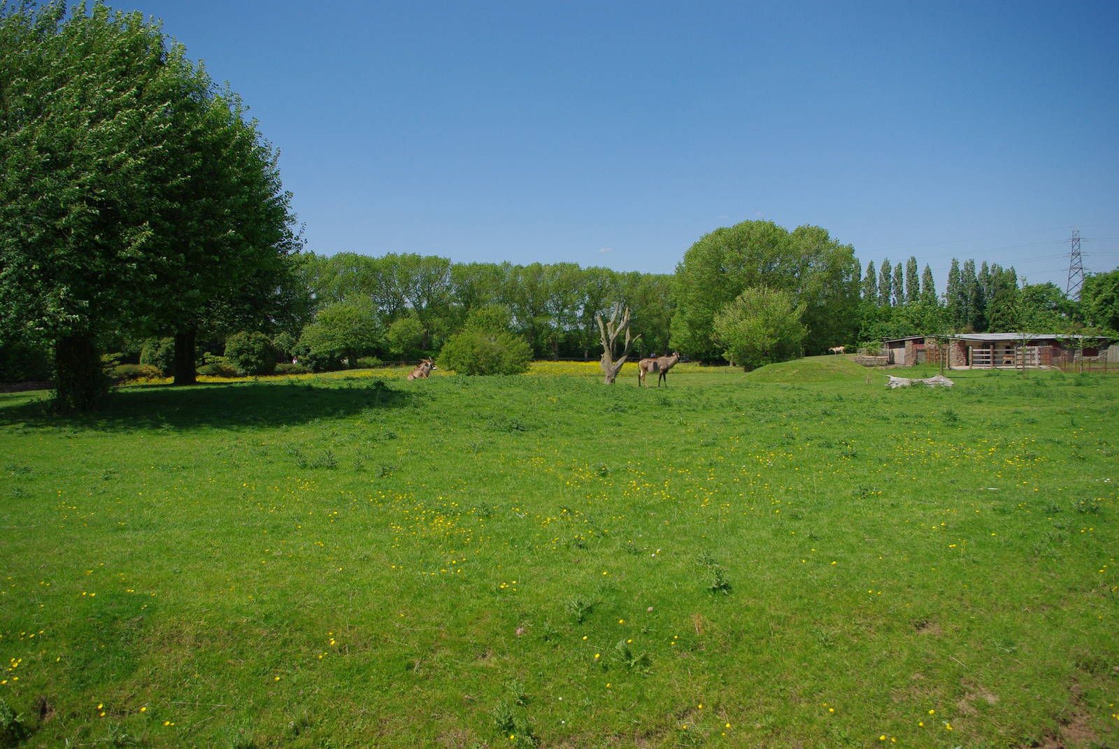 Chester Zoo - Roan Antelope