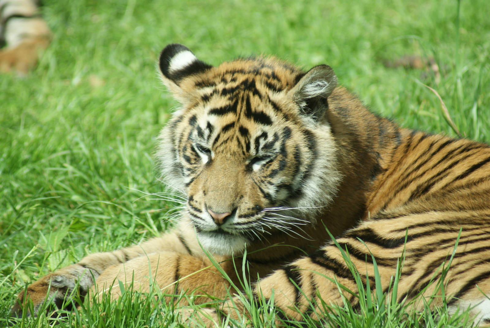 Chester Zoo - Sat June 4 - What is the name of this tiger cub ? - look at t