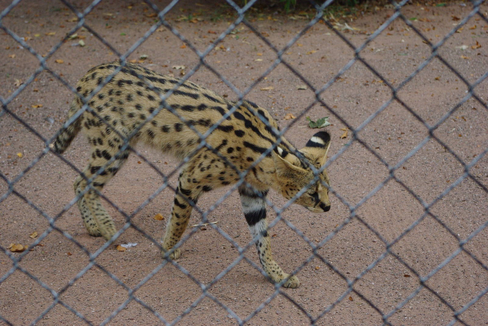 Chester Zoo - Serval