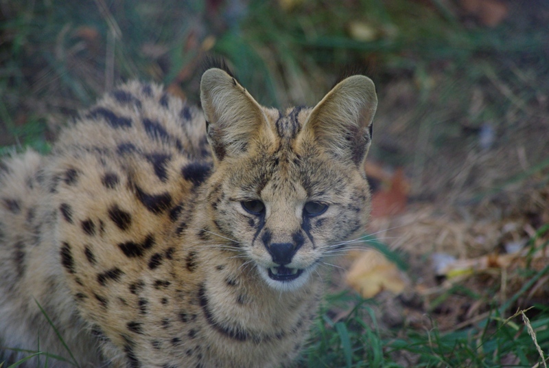 Chester Zoo - Serval
