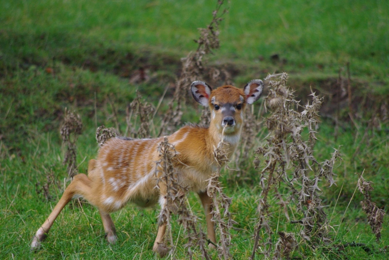 Chester Zoo - Sitatunga