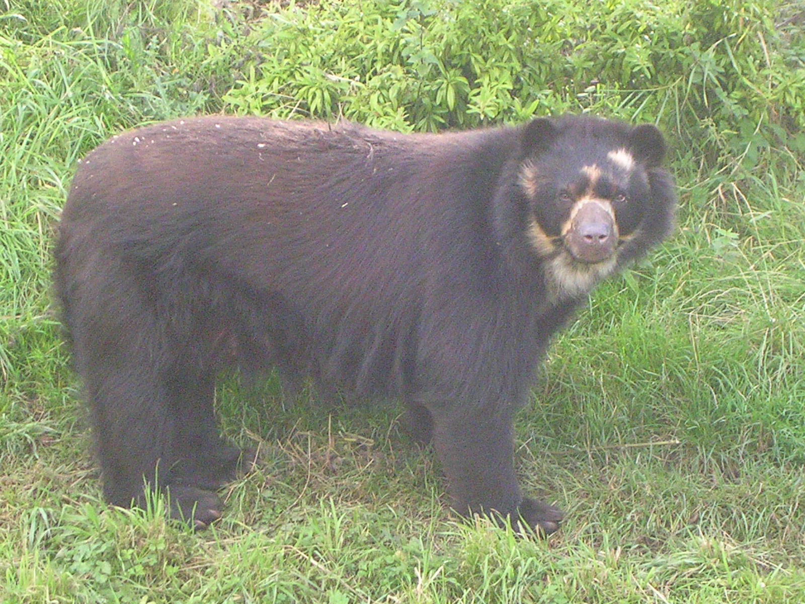 Chester Zoo: Spectacled Bear