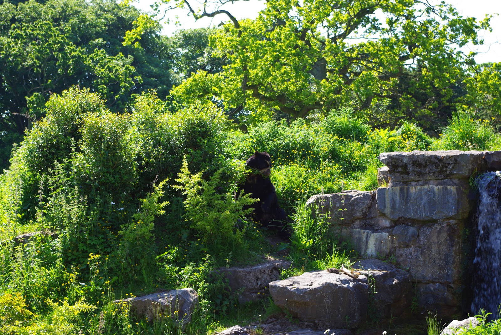 Chester Zoo - Spectacled Bear