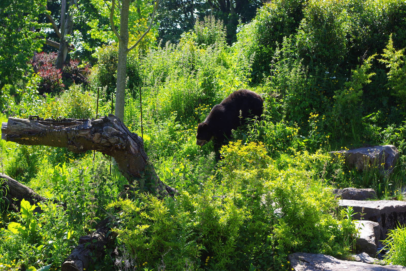 Chester Zoo - Spectacled Bear