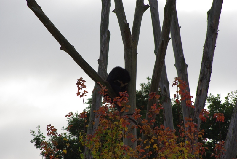 Chester Zoo - Spectacled Bear