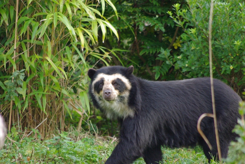 Chester Zoo - Spectacled Bear