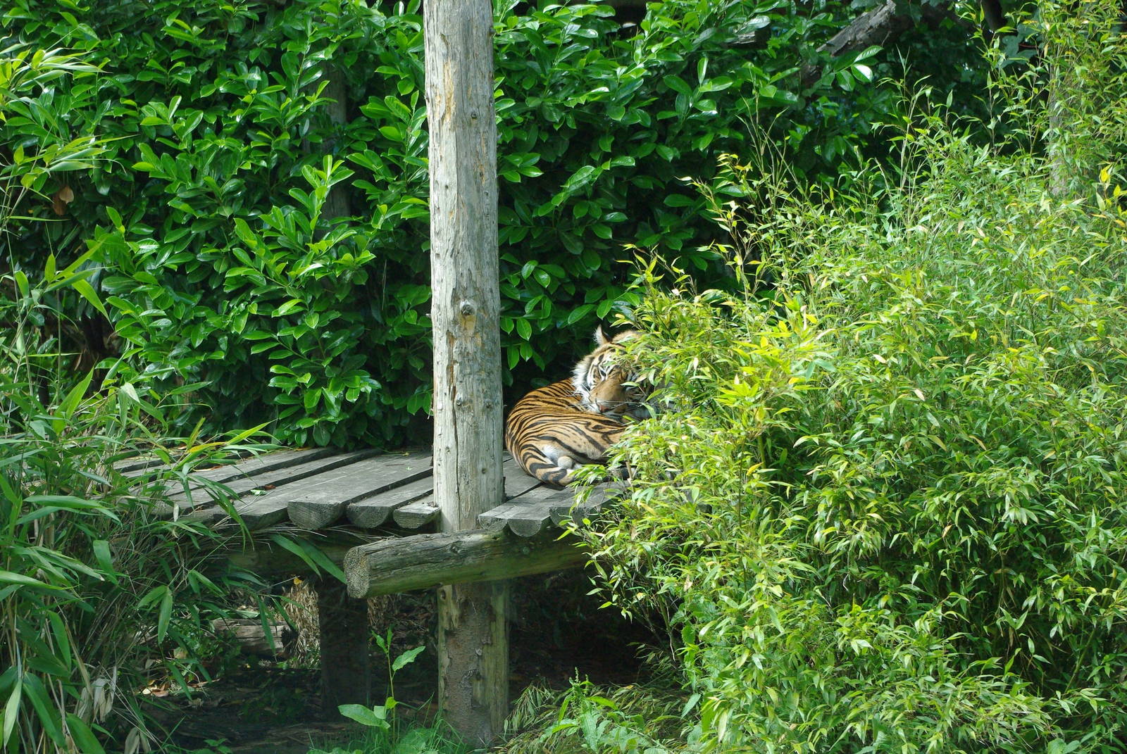 Chester Zoo - Sumatran Tiger