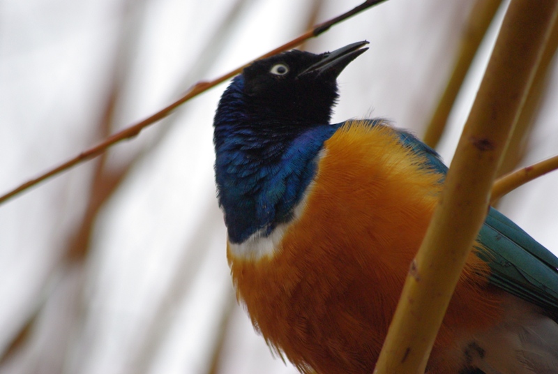 Chester Zoo - Superb Starling