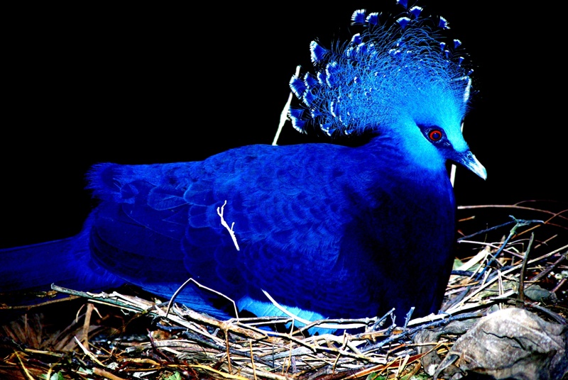 Chester Zoo - Victoria Crowned Pigeon