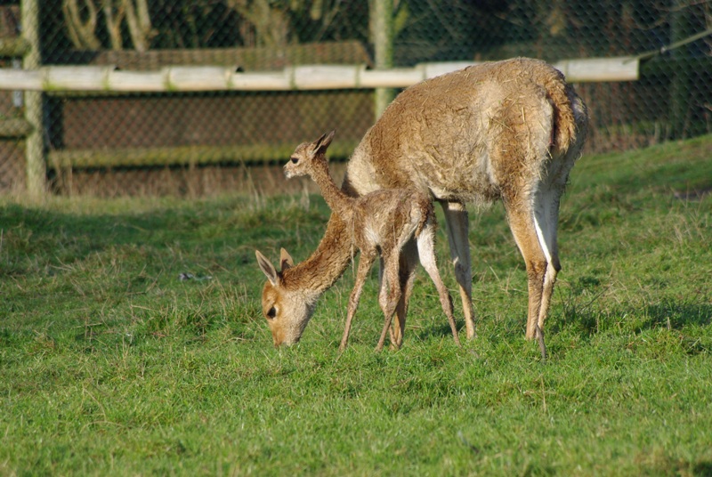 Chester Zoo - Vicuna