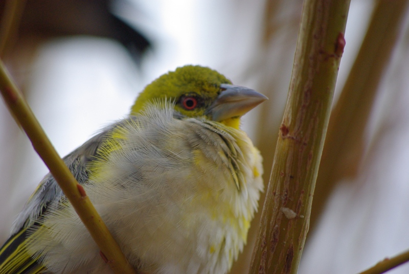 Chester Zoo - Village Weaver