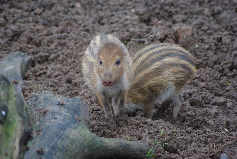Chester Zoo - Visayan Warty Pig