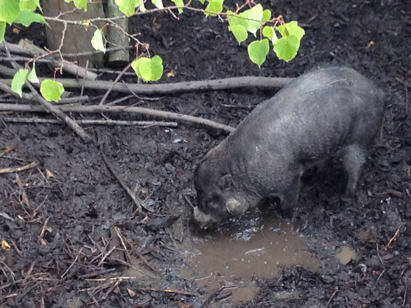Chester Zoo Visit 30 August 2012 Asian Pig Species
